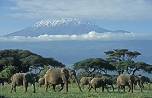 Afrika: afrikaanse olifant
