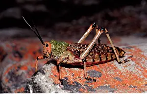 Hidden: Afrikanischer Grashuepfer, Phymateus sp