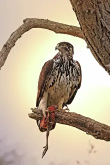 Einem: Afrikanischer Habichtsadler im Morgenlicht mit einem
