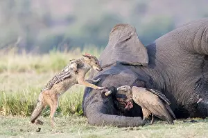 Rivi Re: Afrique, Afrique australe, Bostwana, Parc national