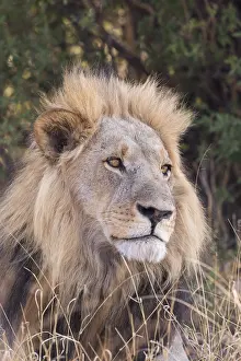 Dtail: Afrique, Afrique australe, Bostwana, Parc national