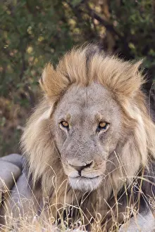Dtail: Afrique, Afrique australe, Bostwana, Parc national