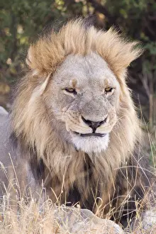 Dtail: Afrique, Afrique australe, Bostwana, Parc national