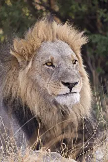 Dtail: Afrique, Afrique australe, Bostwana, Parc national