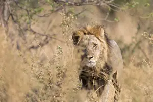 Mouvement: Afrique, Afrique australe, Bostwana, Parc national