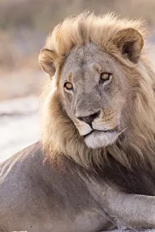 Dtail: Afrique, Afrique australe, Bostwana, Parc national