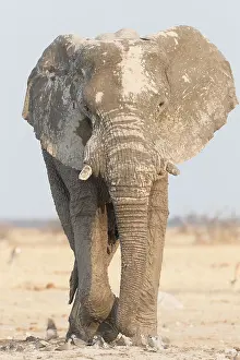 Sale: Afrique, Afrique australe, Bostwana, Parc National