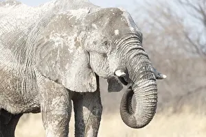 Sale: Afrique, Afrique australe, Bostwana, Parc National