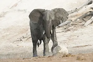 Rivi Re: Afrique, Afrique australe, Bostwana, Parc national
