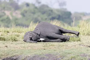 Rivi Re: Afrique, Afrique australe, Bostwana, Parc national