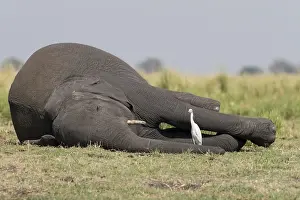Mort: Afrique, Afrique australe, Bostwana, Parc national