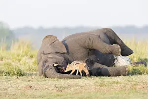 Rivi Re: Afrique, Afrique australe, Bostwana, Parc national