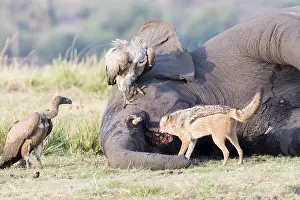 Rivi Re: Afrique, Afrique australe, Bostwana, Parc national