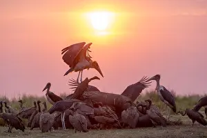 Coucher: Afrique, Afrique australe, Bostwana, Parc national