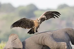 Mort: Afrique, Afrique australe, Bostwana, Parc national