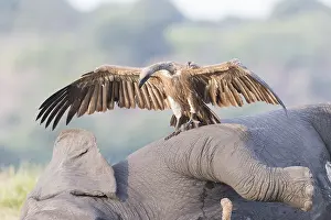 Mort: Afrique, Afrique australe, Bostwana, Parc national