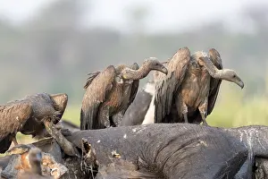 Mort: Afrique, Afrique australe, Bostwana, Parc national