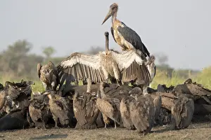 Africanus: Afrique, Afrique australe, Bostwana, Parc national