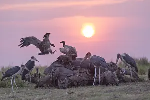 Coucher: Afrique, Afrique australe, Bostwana, Parc national