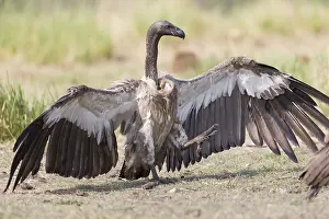 Rapace: Afrique, Afrique australe, Bostwana, Parc national