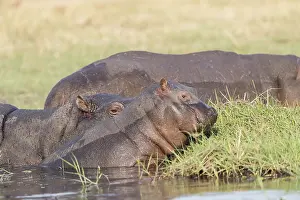 Hippopotamidae: Afrique, Afrique australe, Bostwana, Parc national