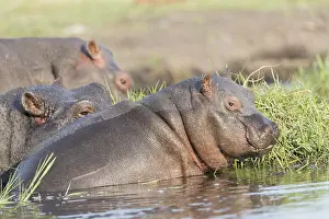 Hippopotamidae: Afrique, Afrique australe, Bostwana, Parc national