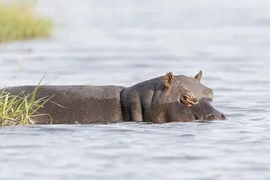 Hippopotamidae: Afrique, Afrique australe, Bostwana, Parc national