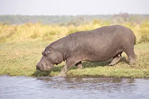 Bostwana: Afrique, Afrique australe, Bostwana, Parc national