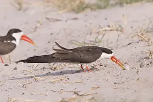 Laridae: Afrique, Afrique australe, Bostwana, Parc national