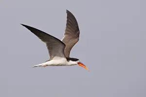 Laridae: Afrique, Afrique australe, Bostwana, Parc national