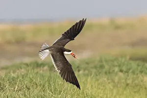 Laridae: Afrique, Afrique australe, Bostwana, Parc national