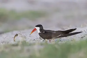 Laridae: Afrique, Afrique australe, Bostwana, Parc national