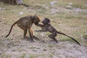 Ursinus: Afrique, Afrique australe, Bostwana, Parc national