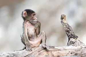 Ursinus: Afrique, Afrique australe, Bostwana, Parc national
