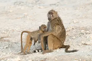 Ursinus: Afrique, Afrique australe, Bostwana, Parc national