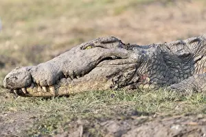 Australe: Afrique, Afrique australe, Bostwana, Parc national