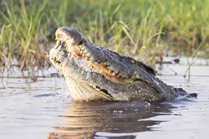 Agressive: Afrique, Afrique australe, Bostwana, Parc national