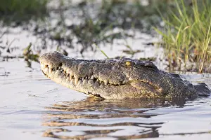 Agressive: Afrique, Afrique australe, Bostwana, Parc national
