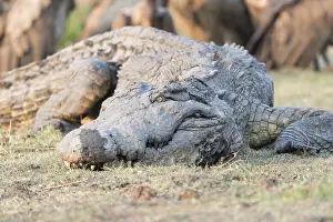 Australe: Afrique, Afrique australe, Bostwana, Parc national