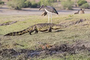 Australe: Afrique, Afrique australe, Bostwana, Parc national