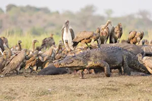Australe: Afrique, Afrique australe, Bostwana, Parc national