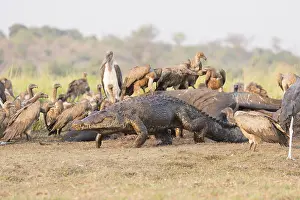 Australe: Afrique, Afrique australe, Bostwana, Parc national