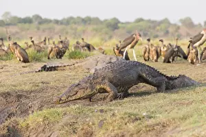 Australe: Afrique, Afrique australe, Bostwana, Parc national
