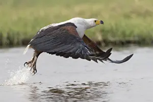 Australe: Afrique, Afrique australe, Bostwana, Parc national