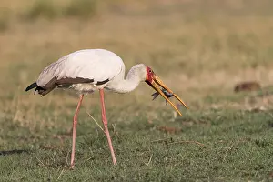 Australe: Afrique, Afrique australe, Bostwana, Parc national