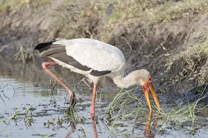 Australe: Afrique, Afrique australe, Bostwana, Parc national
