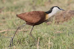 Jacana: Afrique, Afrique australe, Bostwana, Parc national