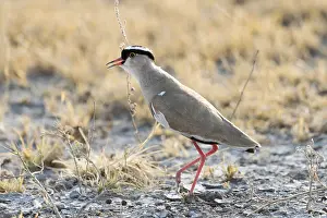 Sale: Afrique, Afrique australe, Bostwana, Parc National