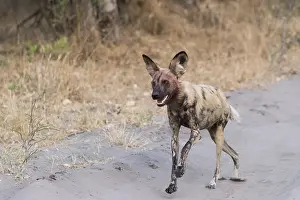 Pictus: Afrique, Afrique australe, Bostwana, Parc national