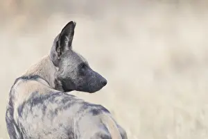 Pictus: Afrique, Afrique australe, Bostwana, Parc national